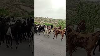 Goats herd goat goats goatfarming [upl. by Savitt]