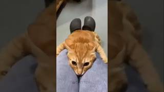 Daily dose of Orange cats 🤣🧡 cat orangecat gingercat ginger catvideos compilation gatos neko [upl. by Starbuck]