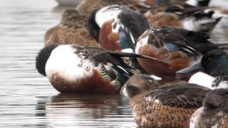 The sensational shoveler duck  WWT Slimbridge [upl. by Idnat]