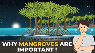 Why Mangroves are Important  Mangroves  The Planet Voice [upl. by Martinez]