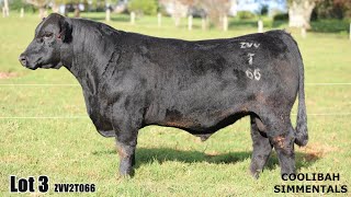 Lot 03 Coolibah Trooper ZVV2T066 [upl. by Ai]