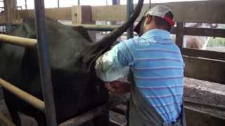 Etec Monte Aprazível  Inseminação Artificial em Bovinos  por Vitor José Rodrigues [upl. by Mehalick]