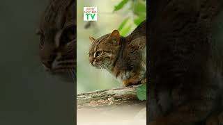 The Rusty Spotted Cat  The Tiniest Cat in the World  how small are Rusty Spotted Cats smallest [upl. by Annaicul]