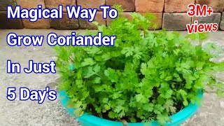 Magical way to Grow Coriander In just 5 Days  How to grow Coriander at home  Cilantro grow at home [upl. by Enilauqcaj]