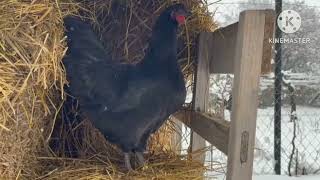 Australorp chicken  Black Australorp  Chicken mating  blue Australorp  Australorp heritage [upl. by Paulina]