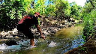 Explorando hermoso arroyo recolectando peces ACUARIO URBANO PESCA URBANA [upl. by Anod183]