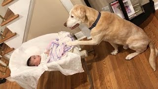 Labradors love to play with Сhildren and Baby Compilation [upl. by Ainafetse54]