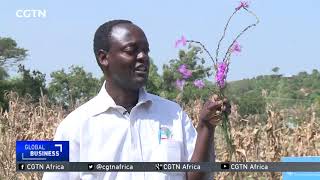 Stakeholders government seek to eradicate Striga weed from Kenyan farms [upl. by Hertz]