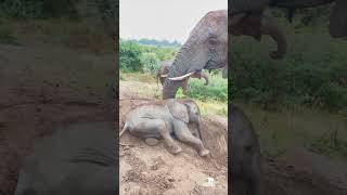 Baby Phabeni Rests amp Plays in the Sand Beside Setombe Klaserie amp the Elephants [upl. by Zwiebel]