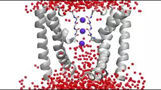 Molecular Dynamics of the NaK2K Potassium Channel [upl. by Kabob431]