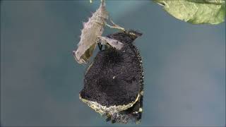 The spiny elm caterpillar and the mourning cloak butterfly [upl. by Roid306]