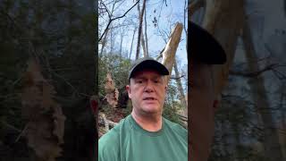 Tree damage on Lost Cove trail at the large campsite below Hunt Fish Falls chiefsholsters hiking [upl. by Wendin]