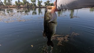 Bass Fishing Sacramento Area Lake M [upl. by Edmee7]