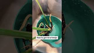 How to get rid of thrips [upl. by Fanny]