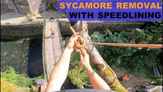 AWKWARD Sycamore Removal Over Phone Wire [upl. by Sutsuj]