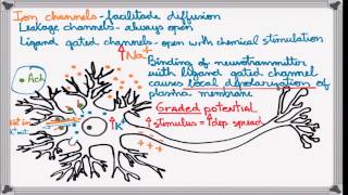 Best Action Potential explanation [upl. by Omrellug639]