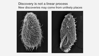 The Anatomy of a Scientific Discovery Telomeres and Telomerase  Past Present and Future [upl. by Llenra]