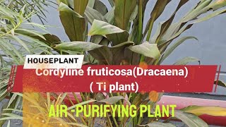 Cordyline fruticosa DracaenaTi plant Good luck plant [upl. by Alegre966]