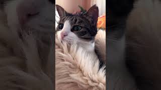 tomris catvideos cat [upl. by Lede]