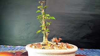 How To Make Aralia Plant Bonsai [upl. by Willetta672]