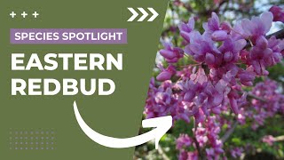 Species Spotlight  Redbud Cercis canadensis [upl. by Notfol22]