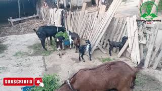 goat deworming bakrifarming bakripalan kaise kare rampurrajafarming [upl. by Anawed]