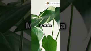 Tips para Cuidar tu Monstera Deliciosa 🪴 Cuidados Monstera Deliciosa [upl. by Zetnas]