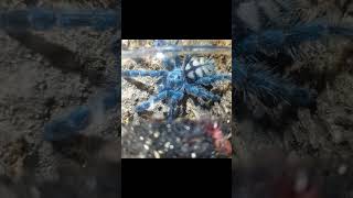 caribena versicolor tarantula [upl. by Murdock]