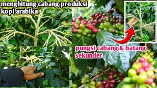 MENGHITUNG HASIL PER SATU POHON KOPI ARABIKA DARI CABANG PRODUKSI [upl. by Lerak]