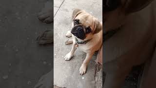 Adi badi me 😂doglovers puglove youtubeshorts jimmy [upl. by Hooke449]