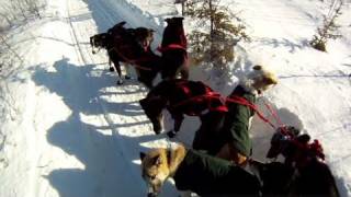 Part 2 Rookie crashes on Iditarod trail [upl. by Frendel]