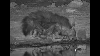 Brown Hyena being harassed by Black Backed Jackals at Safarihoek [upl. by Ahsilaf]