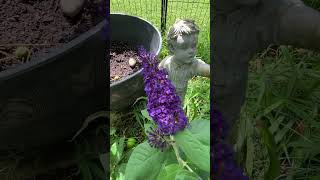 Blue Pugster butterfly bush Few months old The color is deeper in person beautiful [upl. by Collis420]