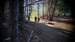 A Naseby NZ Winter Forest Walk July 2024 [upl. by Agemo]