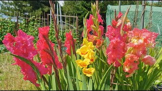 How to grow Gladiolus  Gladioli in UK and USDA 8 easy to grow colourful and great for pollinators [upl. by Rodgiva]