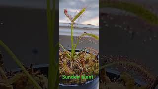 Sundew plant catching a fruit fly [upl. by Deevan]