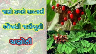 ચણોઠી રત્તી ના ચમત્કારી ફાયદા  Chanothi Ke Fayde  Abrus Precatorius Benefits [upl. by Harima168]