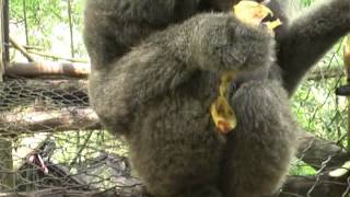 Birth of Javan Gibbon at JGC [upl. by Durrace804]