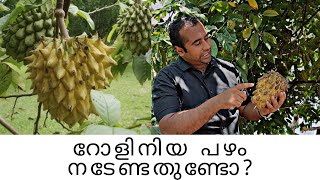 Rollinia fruit tastinghealth benefitsfarming methodDr unnikrishnanmalayalam [upl. by Eaton]