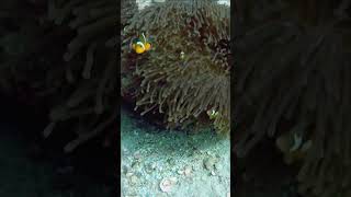 Crazy clownfish almost bit me nemo trending scuba clownfish [upl. by Monetta620]