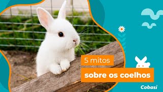 5 mitos sobre os coelhos [upl. by Fachanan]