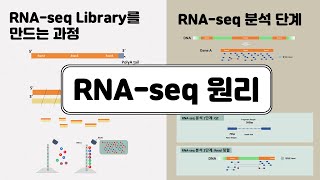 RNAseq 원리  전사체 유전자 발현 분석 [upl. by Ynoep]