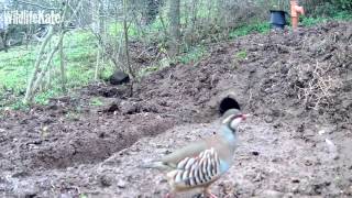 Redlegged partridge [upl. by Seltzer]