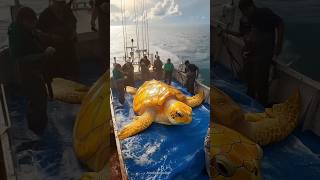 Suddenly a huge sea turtle climbed onto their ship [upl. by Essex461]