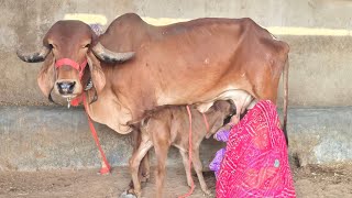 Top quality female calf cow sale 12 litar par day milk kepisiti Goswami Deyri Farm mo no 7568472113 [upl. by Ahsilam]