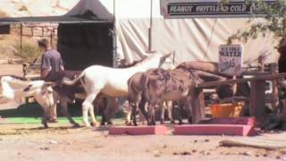 The quotWildquot Burros of Oatman Arizona [upl. by Dore730]