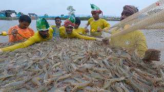 Jumlah Besar Memanen Udang Dalam [upl. by Rahab939]