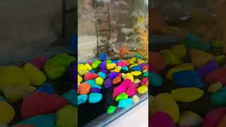 Fish tank making youtubeshorts [upl. by Emelia971]