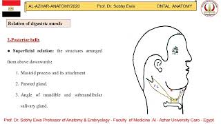 Digastric muscle [upl. by Pellegrini313]