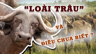 Các Loài Trâu Trong Đa Dạng Sinh Học 4K  Buffalo species in biodiversity 4K [upl. by Clauddetta]